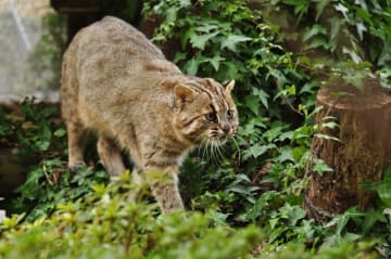 展示室内を歩くツシマヤマネコの「福馬」=対馬市、環境省対馬野生生物保護センター(2010年1月撮影、同センター提供)