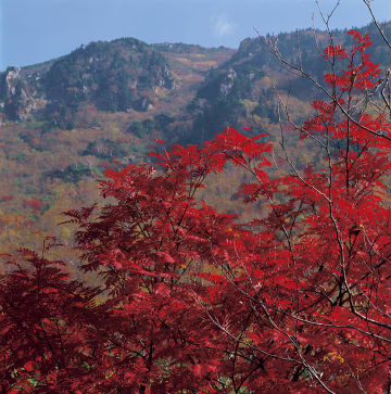 ウラジロナナカマド(大日平)
