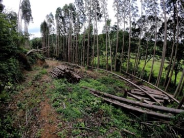 無断でスギが伐採され、伐採業者の逮捕につながった国富町木脇の山林=9日午前